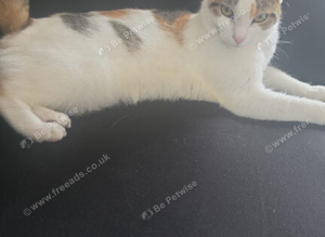 Please help us find our cat