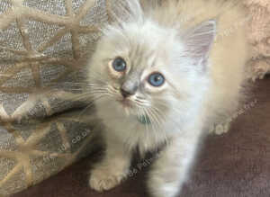Pure Blue Point & Lynx Ragdoll Kittens 2 girls.  1 boy.  REDUCED)