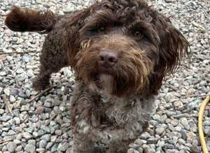 Chocolate Merle cockapoo