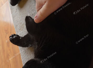 British Shorthaired male