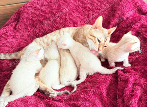 Bengal Albino & Snow Lynx Kittens, TICA Registered. Delivery it's available.