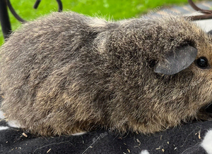 Lemon agouti Cali Teddy female guniea pig