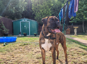 tiger brindle boxer for stud
