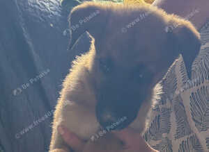 Lovely litter of G.H Shepard x Saluki