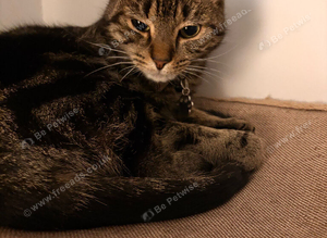Kitten