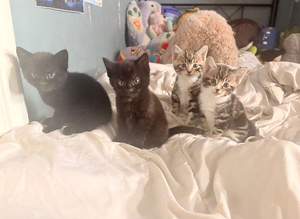 Four kittens