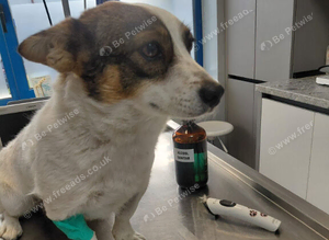 JESSICA - A LITTLE STREET SURVIVOR WITH A HUGE HEART