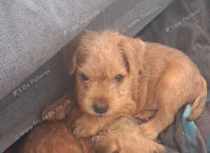 Beautiful Lakeland pups
