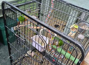 Hand reared tamed pair