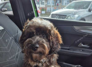 Beautiful Multi Coloured Cockapoo For Stud