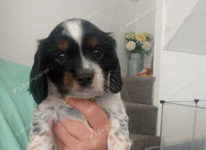 Cavalier King Charles x Cockapoo
