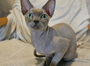 Super cuddly sphynx cat