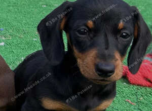 Mini dachshund puppies for sale PR clear