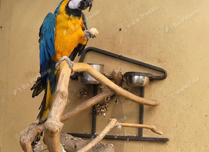 Macaw