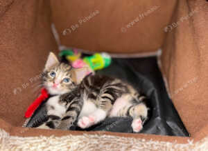 3 kittens left!