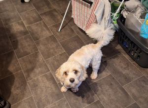 Teddy