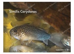 Similis corydoras &pound;6 each or 2 for &pound;10