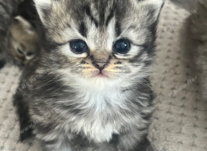 Beautiful Purebred Persian Kittens boy