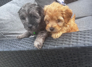 Beautiful Cockapoo puppies