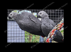 Wanted wild male baby 2026 african grey