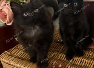 Kittens