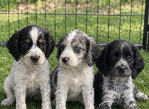 Last 3 Outstanding Cocker Spaniel Puppies