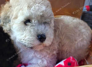 Pomapoo F1b Puppies,Absolutely Beautiful. Very Rare