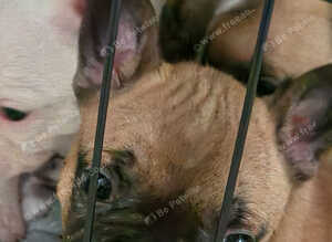 5 French bulldog puppies for sale ready 9/11/26