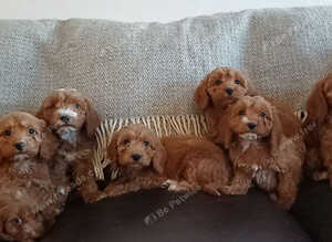 Cockapoo puppies for sale