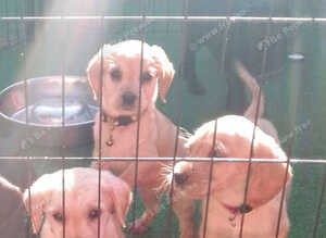 Labrador puppys