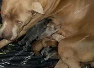 Presa canario cross