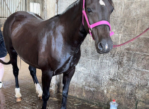 Welsh mare project