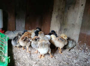 Newborn chicks for sale in London