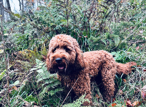 Apricot Cockerpoo stud