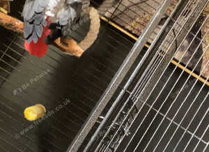 African gray