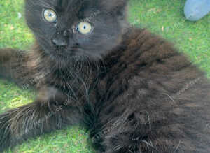 Adorable longhaired Black with Ghost Tabby Markings