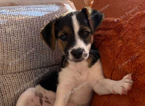 Traditional short-legged Jack Russell puppy's.