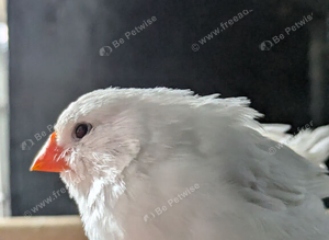 Pure white cock bird