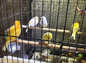 Mixed canary&rsquo;s