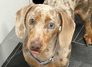 Miniature dachshund