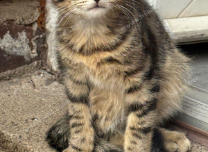 Kitten Ready