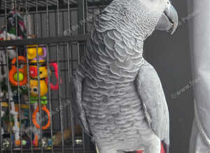 6 year old African grey parrot