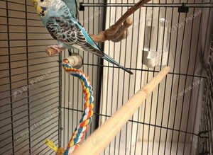 2 x female budgies 14 weeks