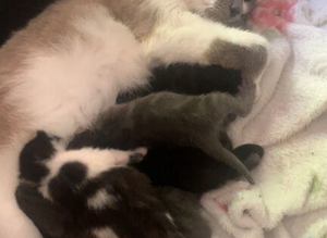 5 beautiful kittens