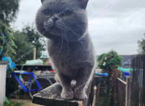 British Shorthair For Sale