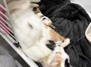 2 beautiful half Persian kittens for sale