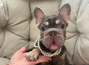 French Bulldog Big Rope Puppies