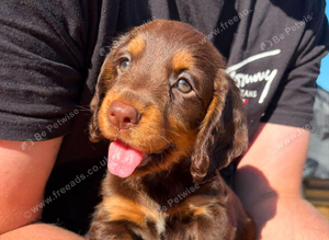 Chocolate tan working cocker ready now