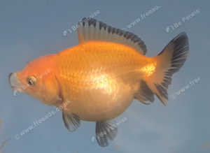 Fancy goldfish
