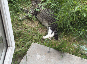 Tabby cats